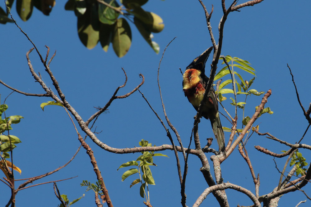 Collared Aracari